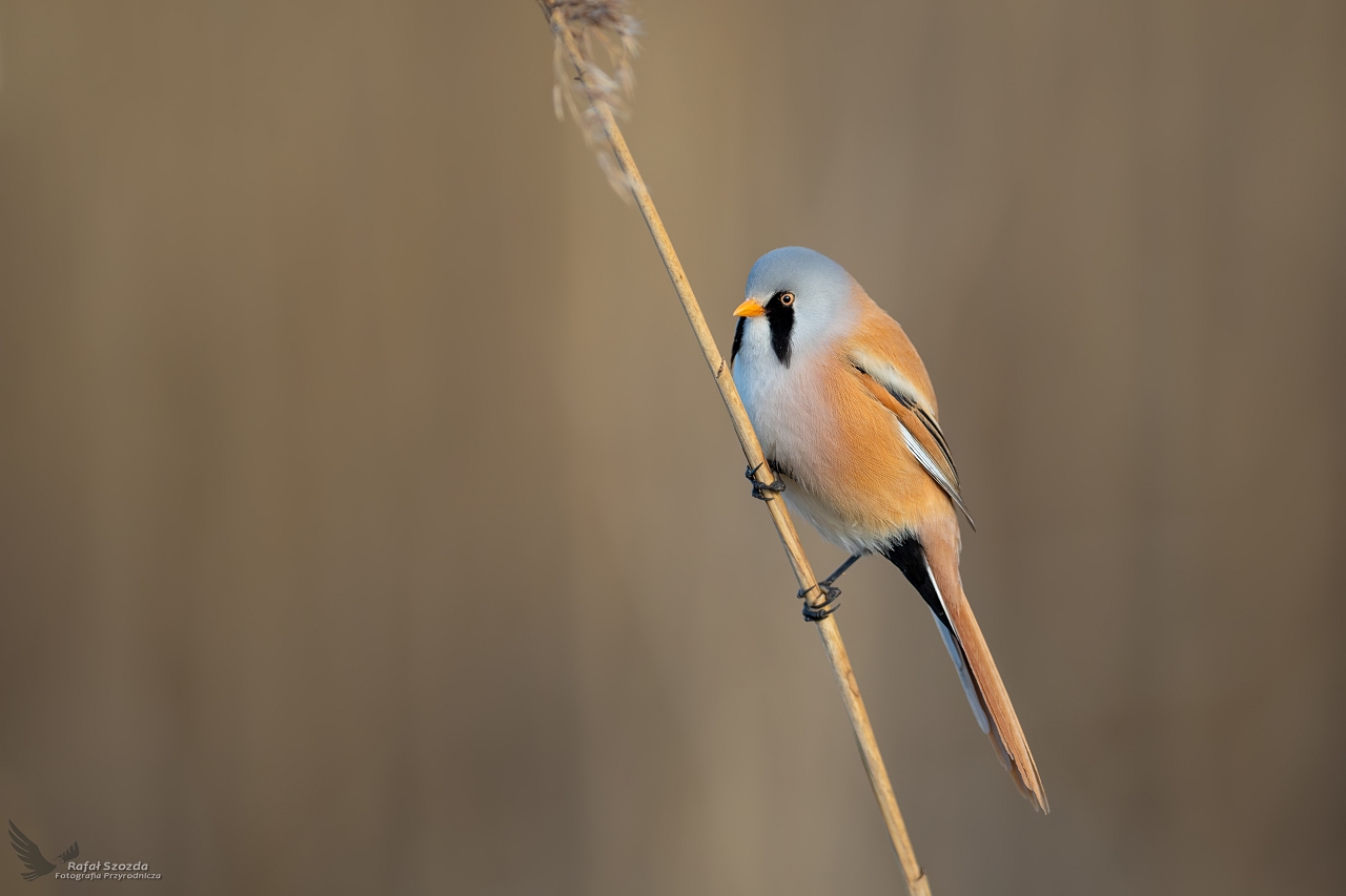 Wsatka, Bearded Parrotbill (Panurus biarmicus) ...