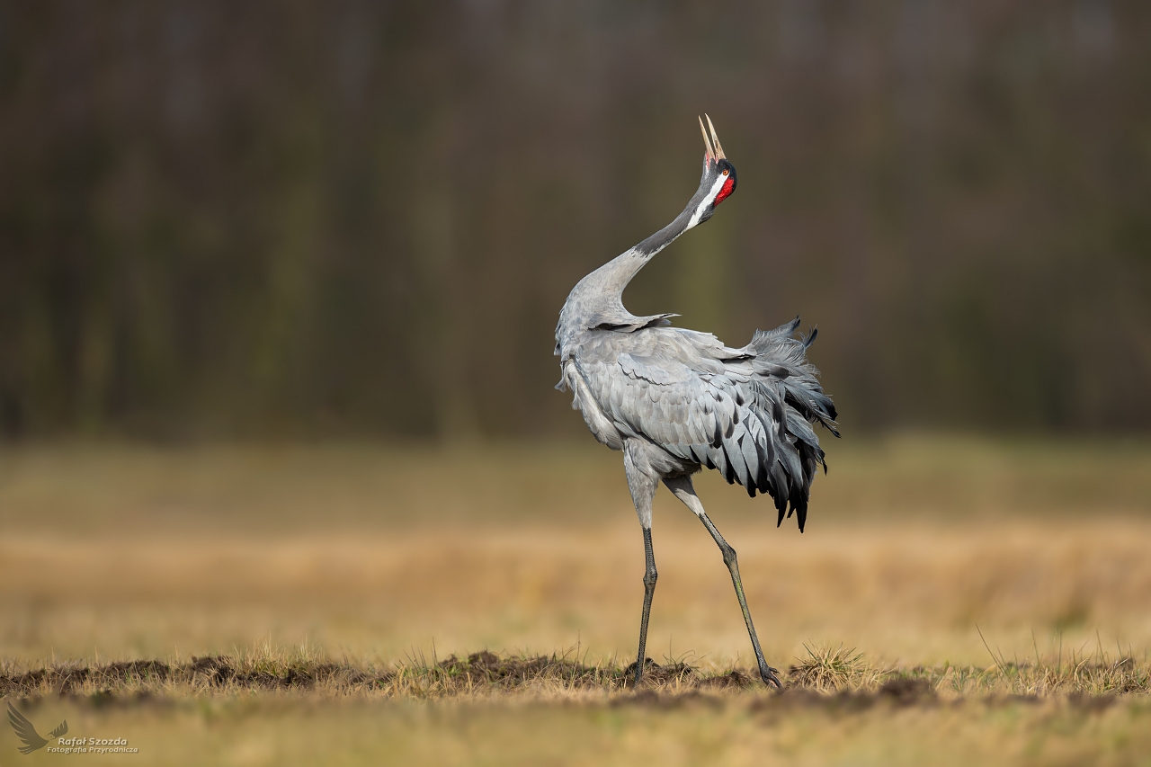 Wiosenne pieni - uraw, Common Crane (Grus grus) ...