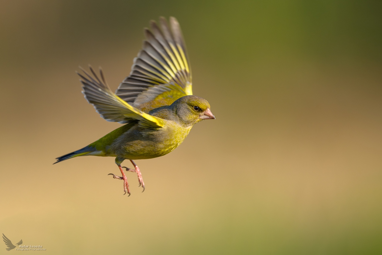 Dzwoniec, European Greenfinch (Carduelis chloris) ... 2024r