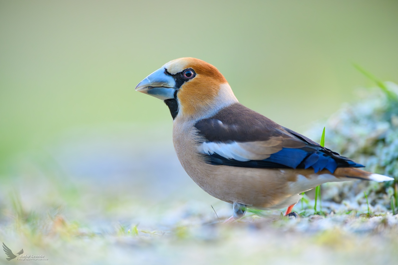 Grubodzib, Hawfinch (Coccothraustes coccothraustes) ... 2024r