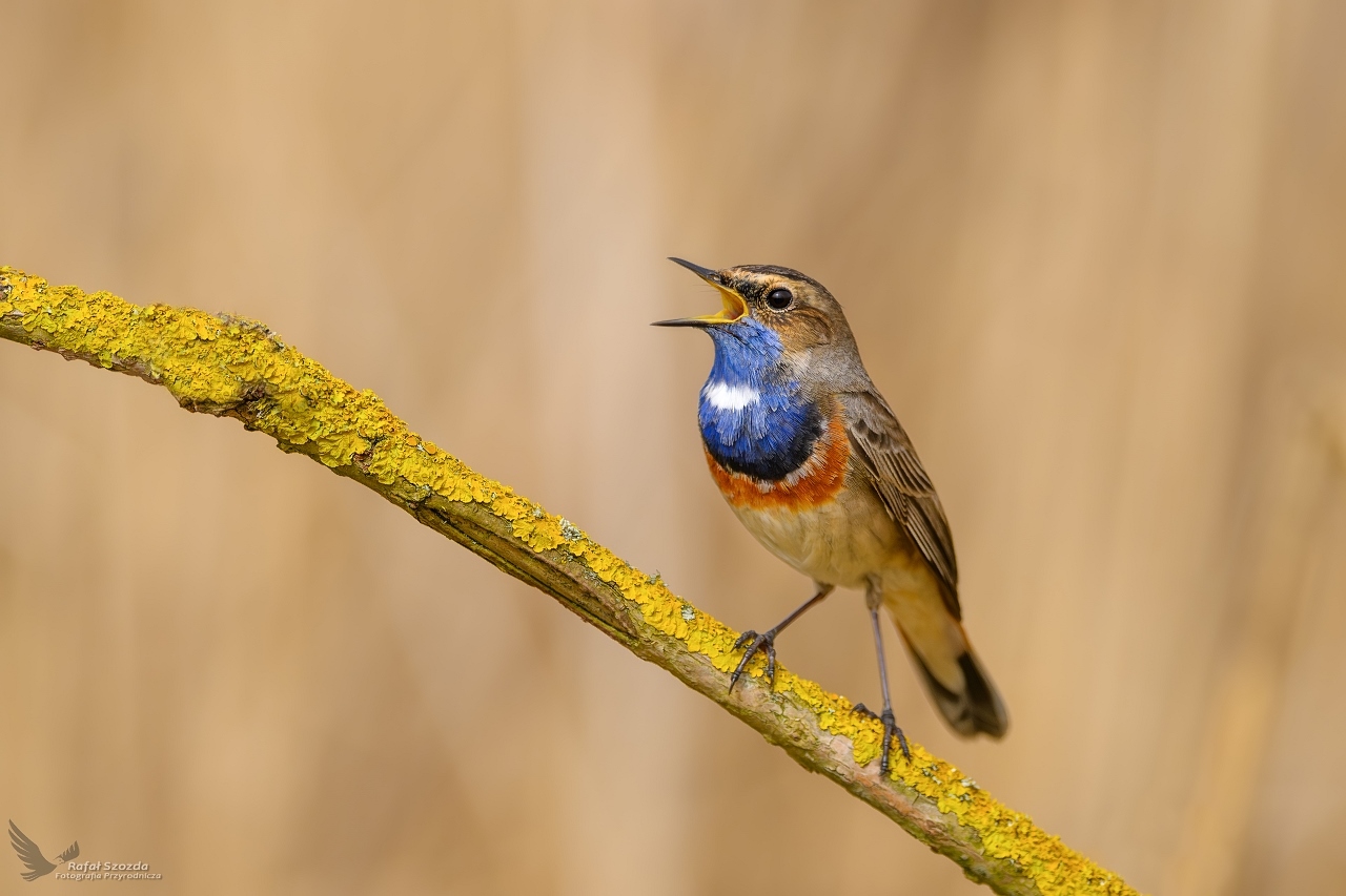 Podrniczek, Bluethroat (Luscinia svecica) ... 2024r