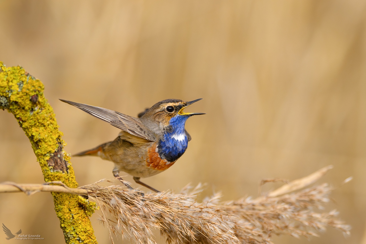 Podrniczek, Bluethroat (Luscinia svecica) ... 2024