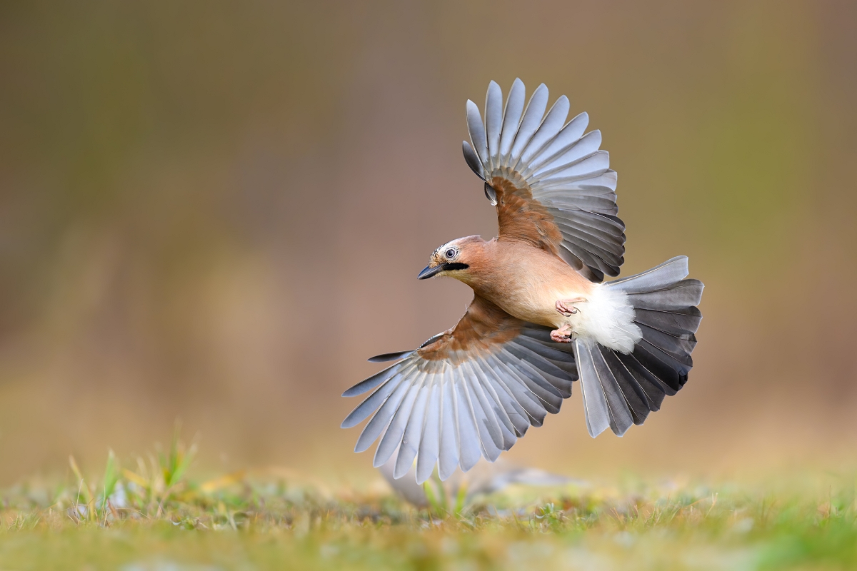 Sjka, Eurasian Jay (Garrulus glandarius) ... 2024r