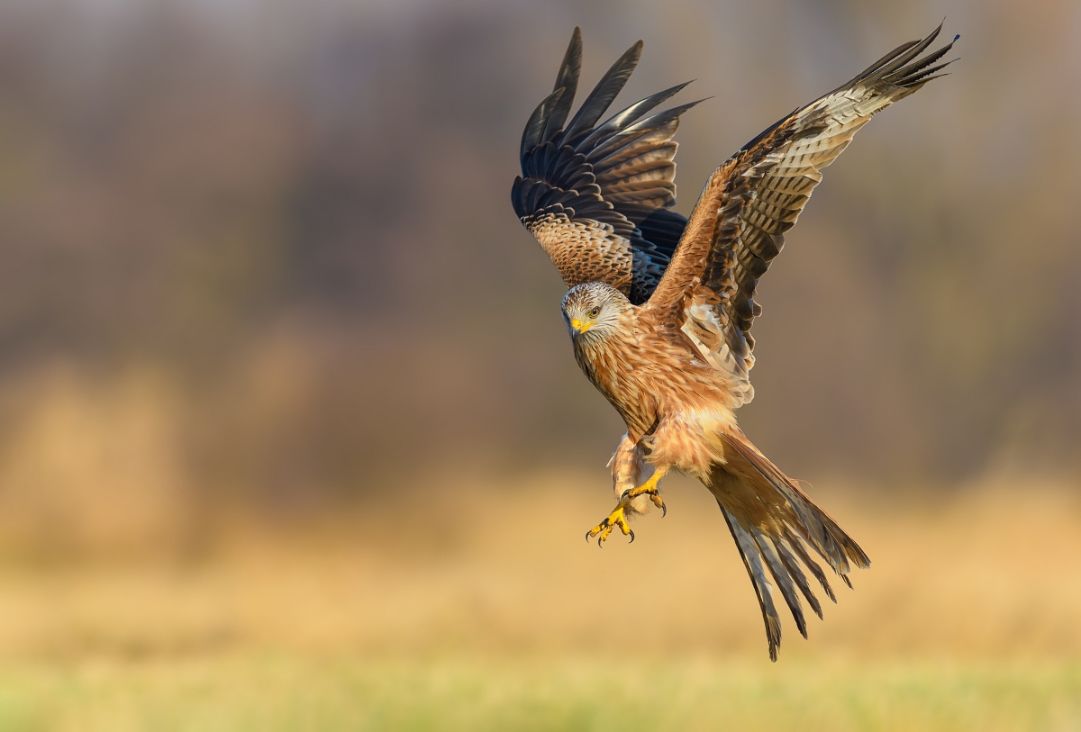 Kania Ruda, Red Kite (Milvus milvus) ...