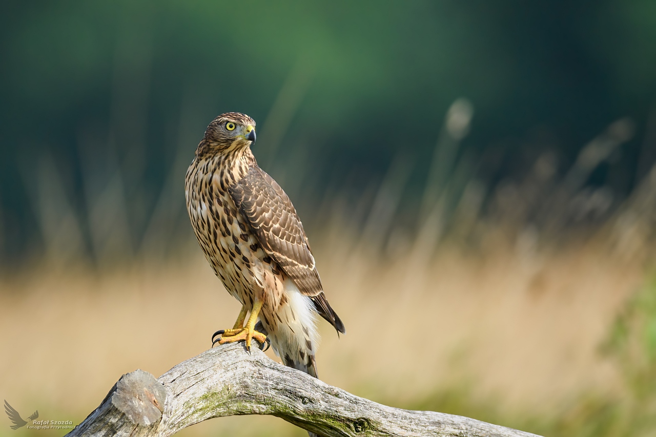 Jastrzb, Northern Goshawk (Accipiter gentilis) ...