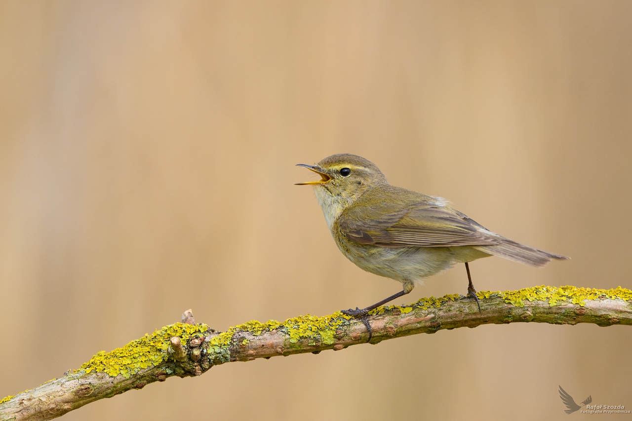 Pierwiosnek, Common Chiffchaff (Phylloscopus collybita) ... 2024r