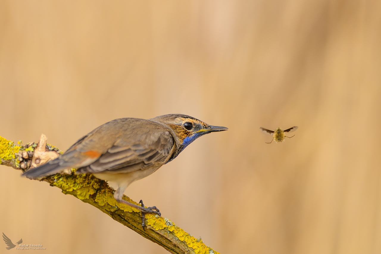 Przekska ... Podrniczek, Bluethroat (Luscinia svecica) ... 2024r