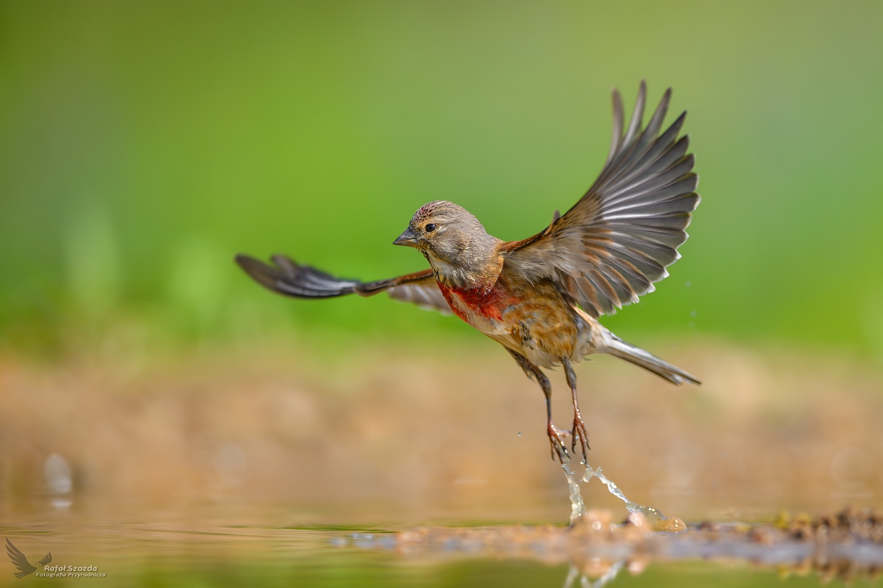 Makolgwa, Eurasian Linnet (Carduelis cannabina) ... 2024r