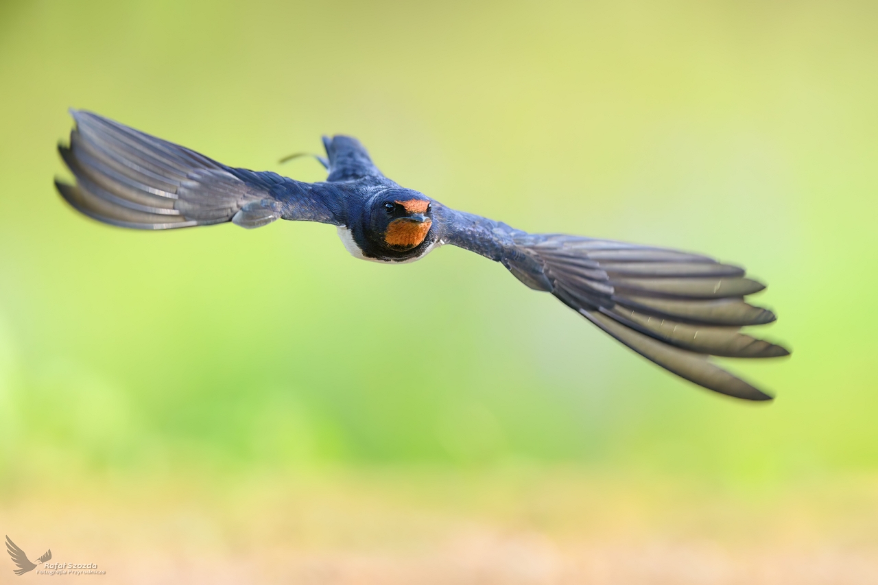 Dymwka, Barn Swallow (Hirundo rustica) ... 2024r