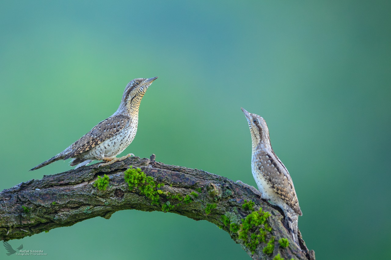 Krtogowy, Eurasian Wryneck (Jynx torquilla) ... 2024r