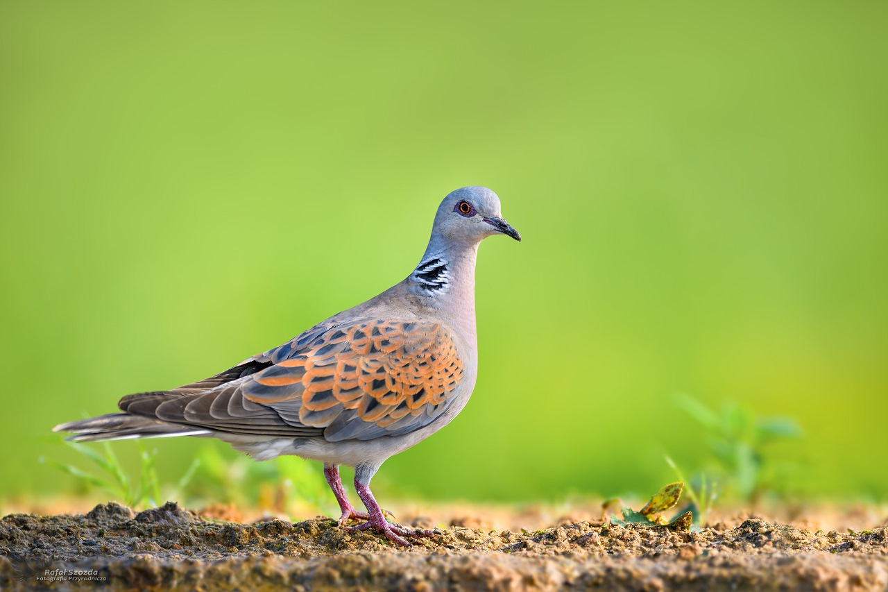 Turkawka, European Turtle-Dove (Streptopelia turtur) ... 2024
