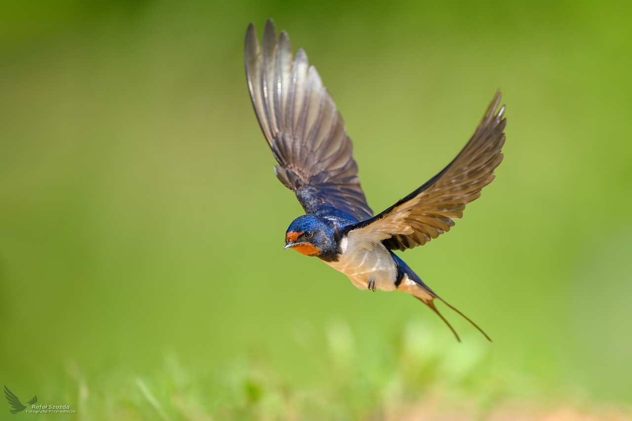 Dymwka, Barn Swallow (Hirundo rustica) ... 2024r