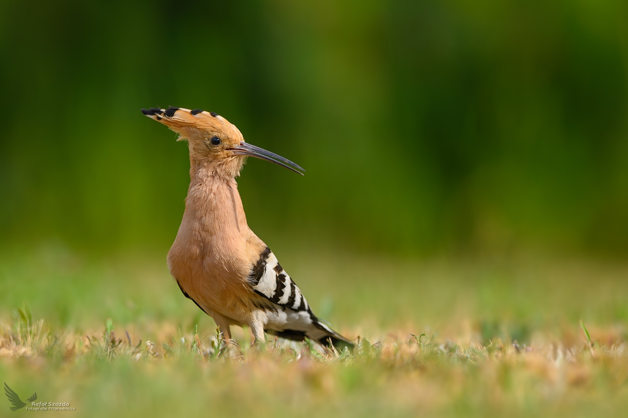 Dudek, Eurasian Hoopoe (Upupa epops) ... 2024r