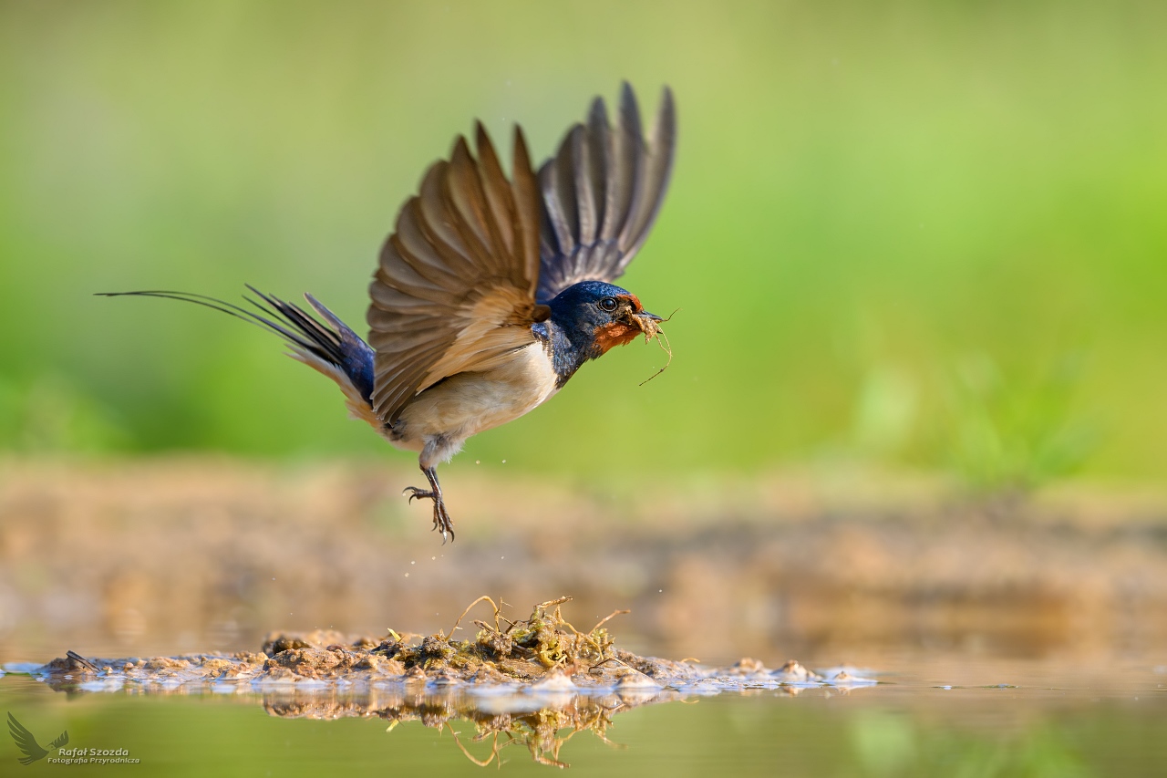 Dymwka, Barn Swallow (Hirundo rustica) ... 2024r