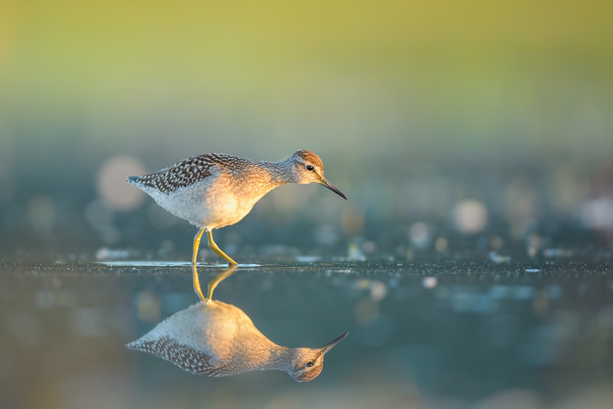 czak, Wood Sandpiper (Tringa glareola) ...
