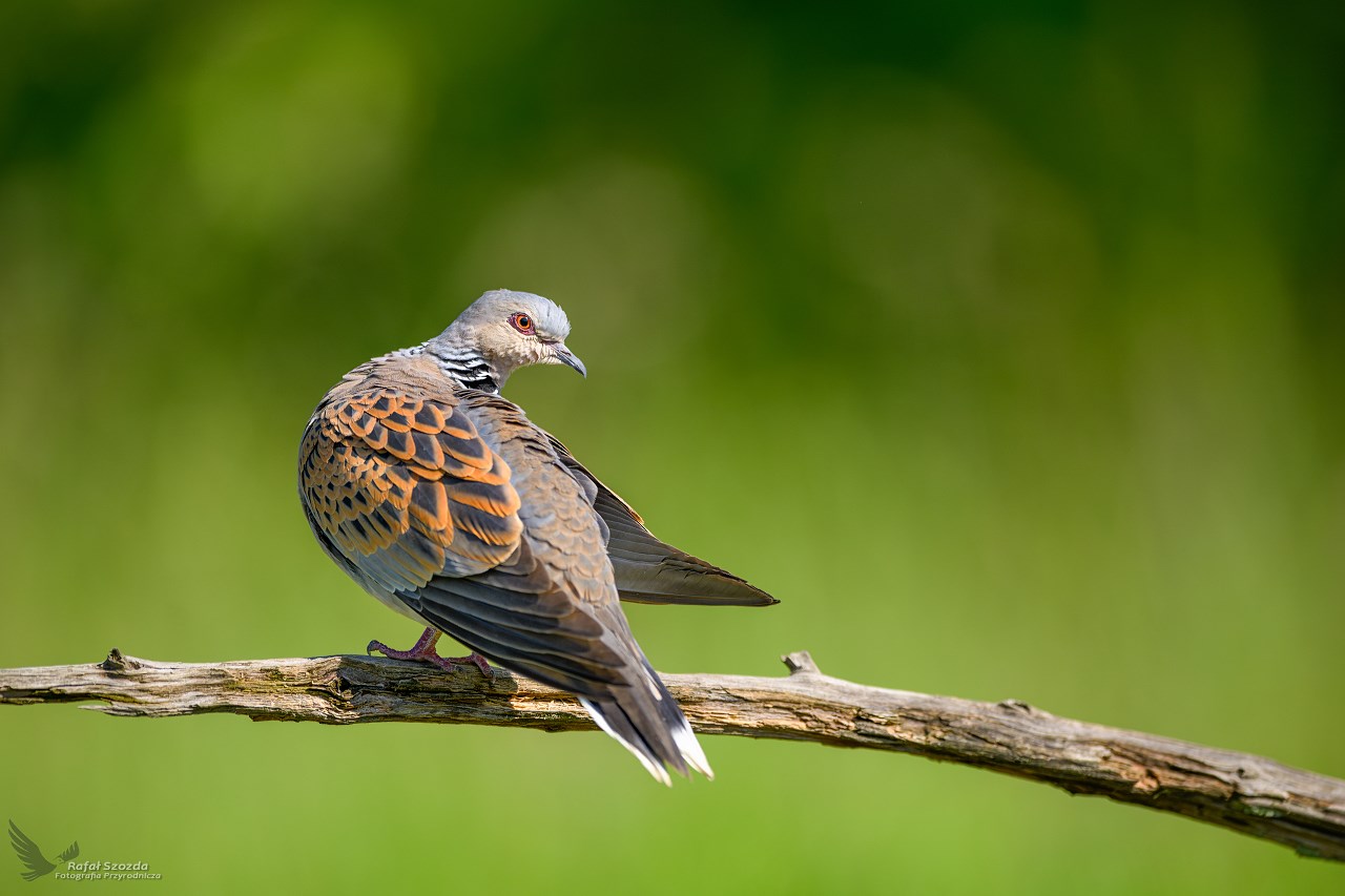 Turkawka, European Turtle-Dove (Streptopelia turtur) ... 2024