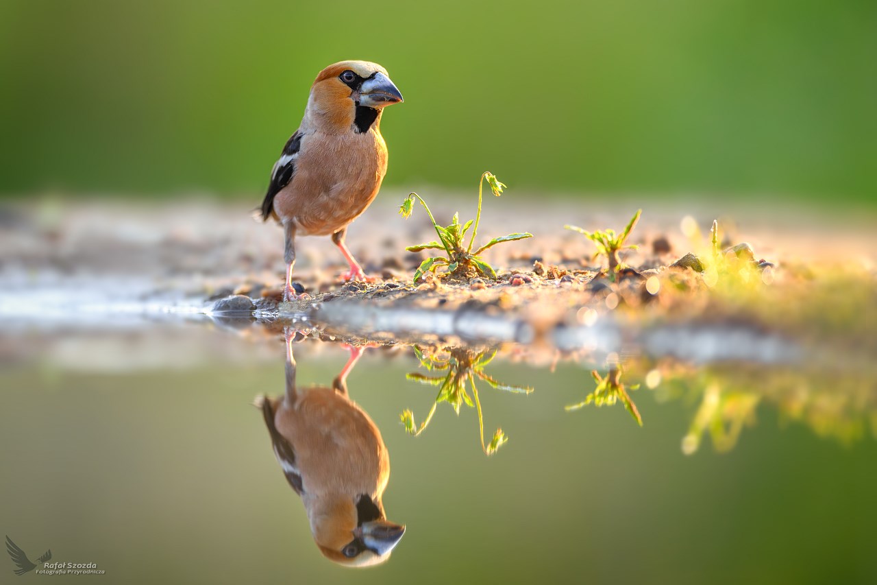 Grubodzib o wschodzie, Hawfinch (Coccothraustes coccothraustes) ... 2024r