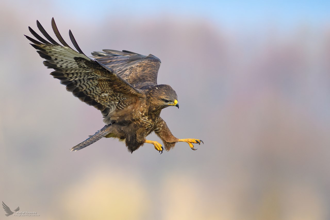 W ataku ... Myszow, Common Buzzard (Buteo buteo) ...