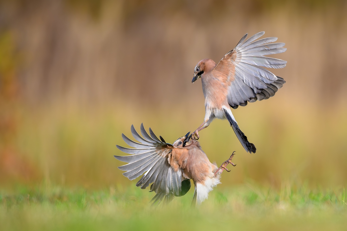 Sjki, Eurasian Jay (Garrulus glandarius) ... 2024r