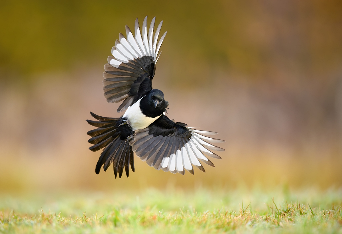 Sroka, Eurasian Magpie (Pica pica) ... 2024r