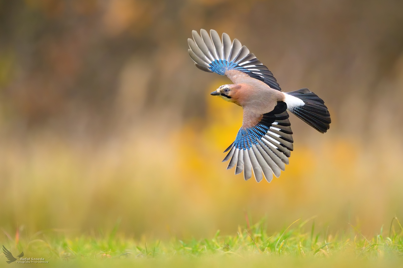 Sjka, Eurasian Jay (Garrulus glandarius) ... 2024r