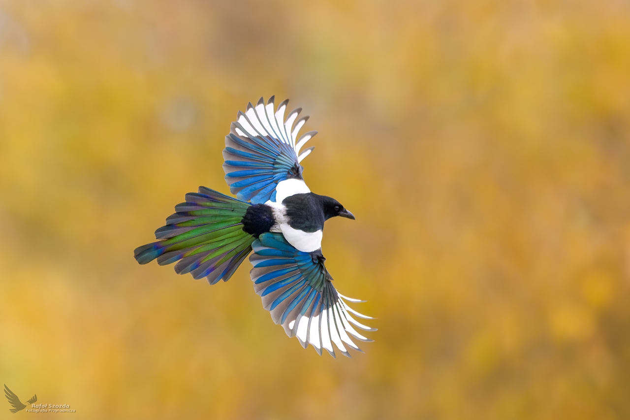 Sroka, Eurasian Magpie (Pica pica) ... 2024r