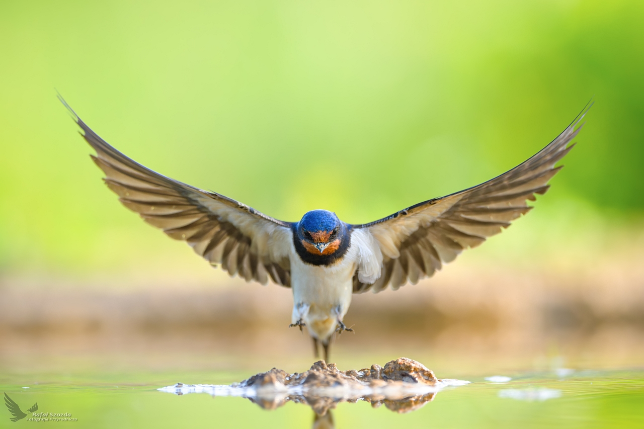 Dymwka, Barn Swallow (Hirundo rustica) ... 2024r