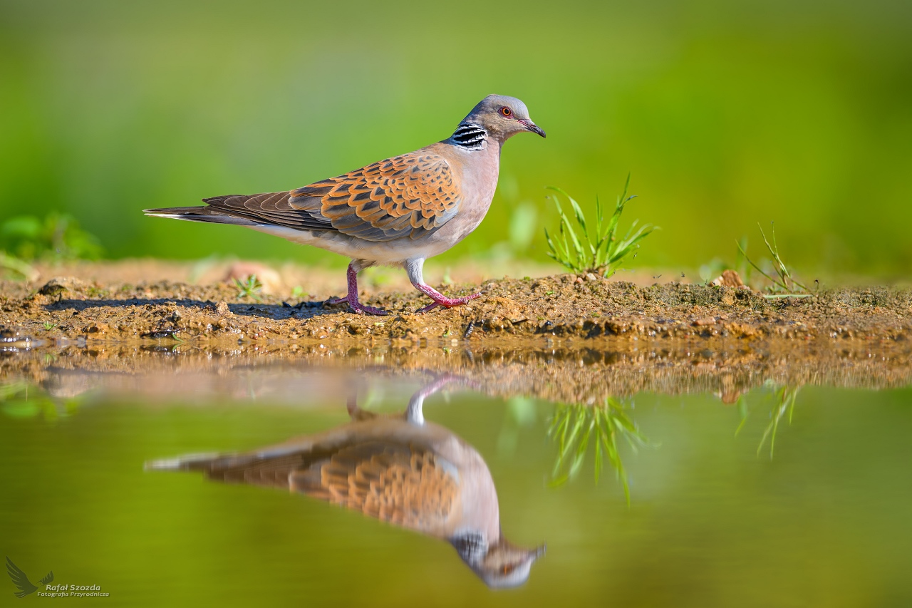 Turkawka, European Turtle-Dove (Streptopelia turtur) ... 2024r