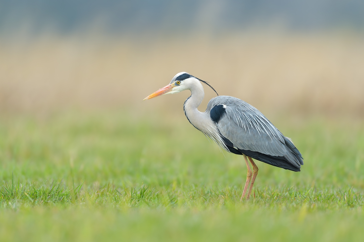 Czapla Siwa, Grey Heron (Ardea cinerea) ...