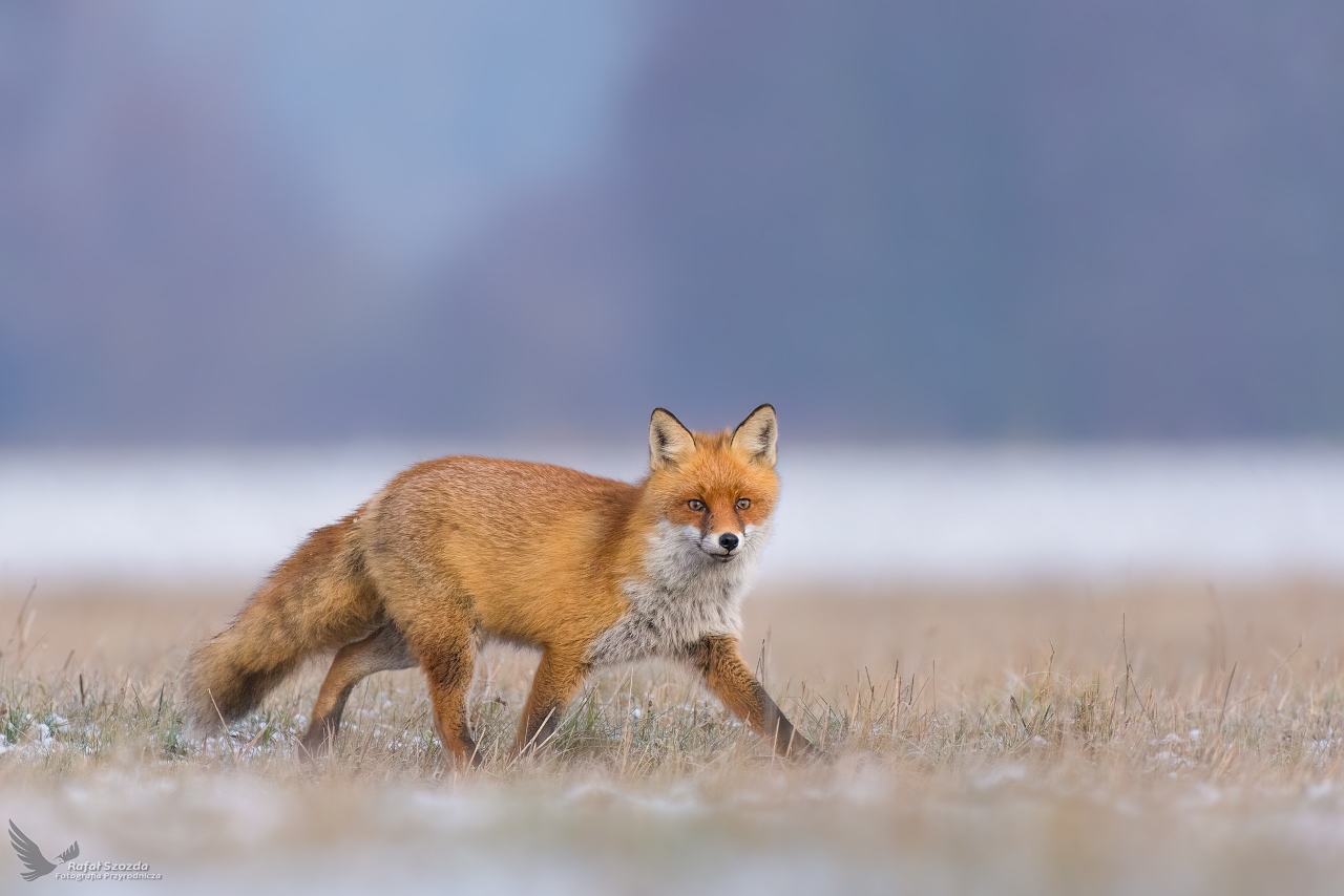 Lis, Fox (Vulpes vulpes) ...