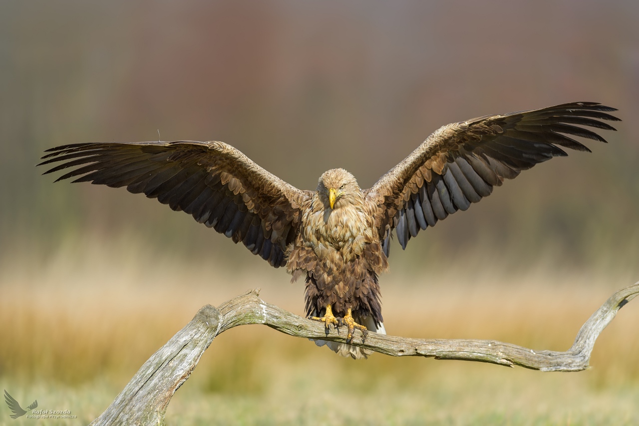 Bielik, White-tailed Eagle (Haliaeetus albicilla) ...