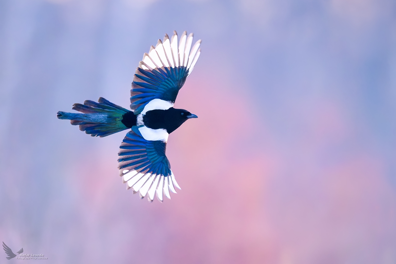 Sroka, Eurasian Magpie (Pica pica) ... 2025r