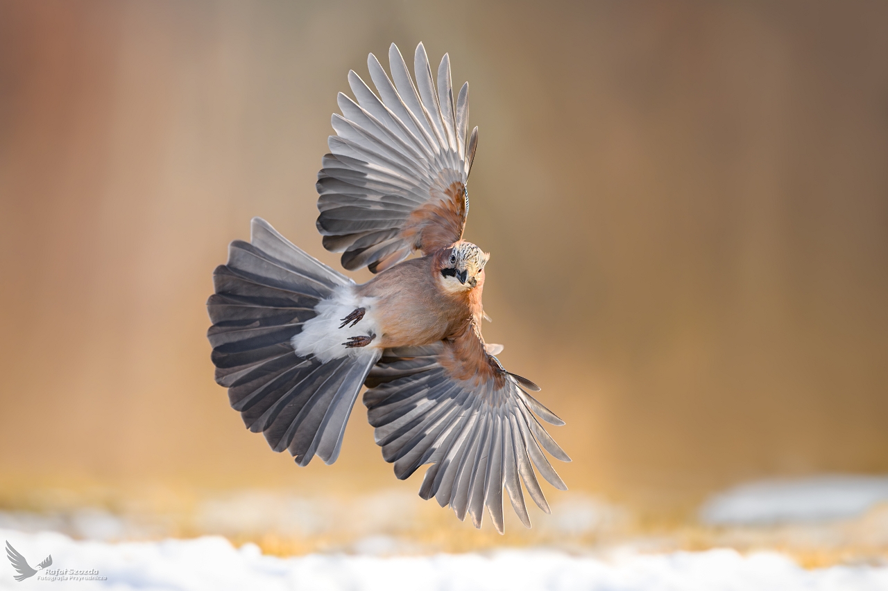 Sjka, Eurasian Jay (Garrulus glandarius) ... 2025r