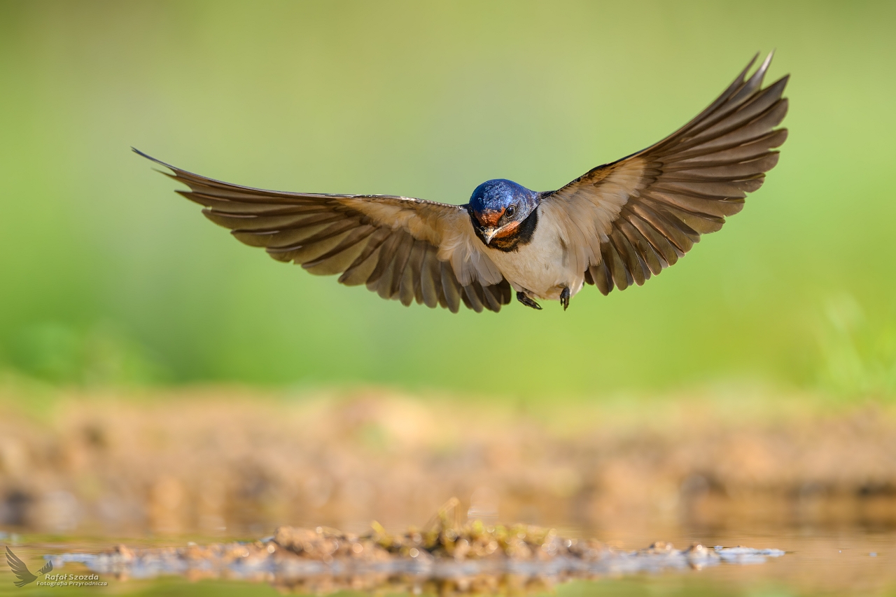 Dymwka, Barn Swallow (Hirundo rustica) ...
