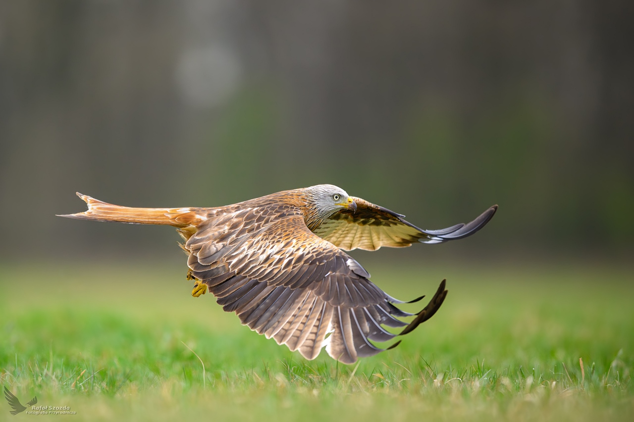 Kania Ruda, Red Kite (Milvus milvus) ... 2025r