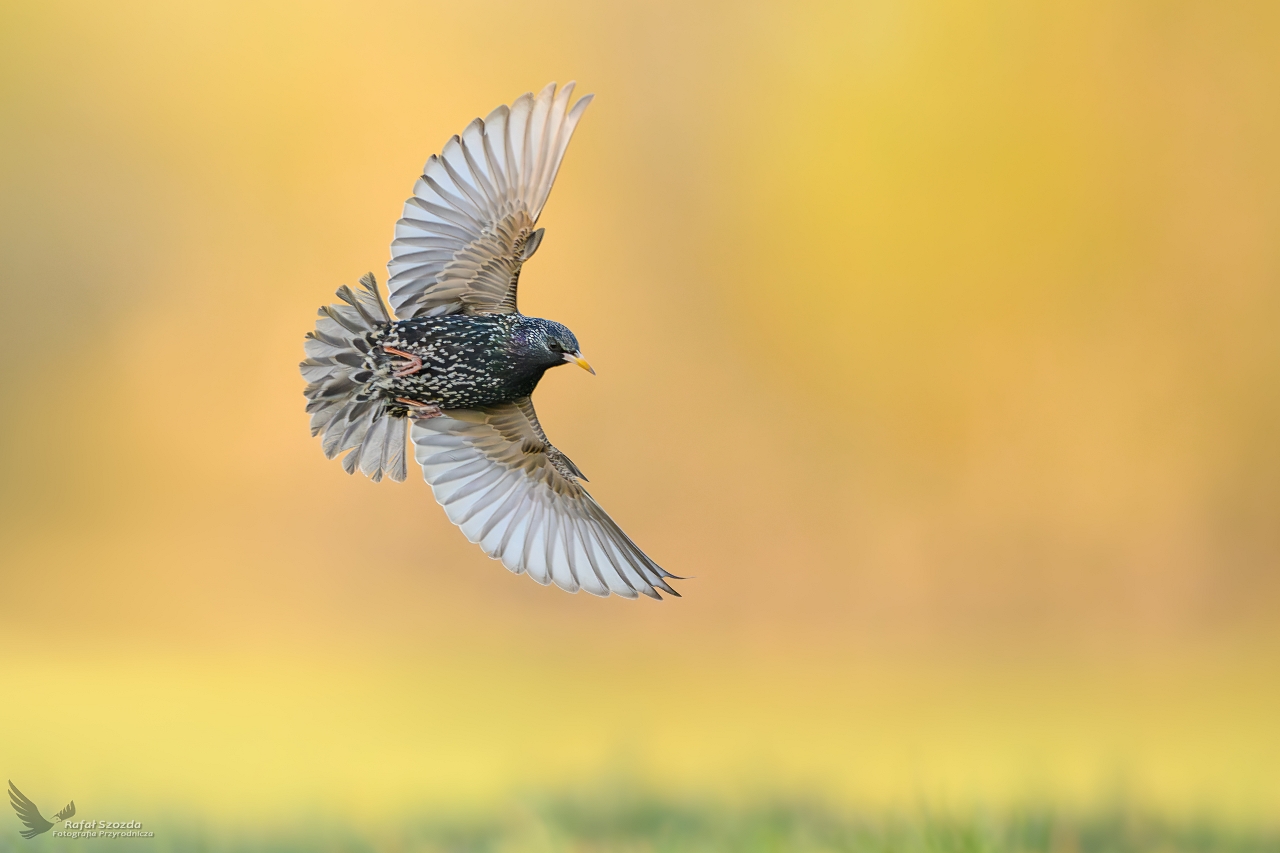 Szpak, Common Starling (Sturnus vulgaris) ... 2025r
