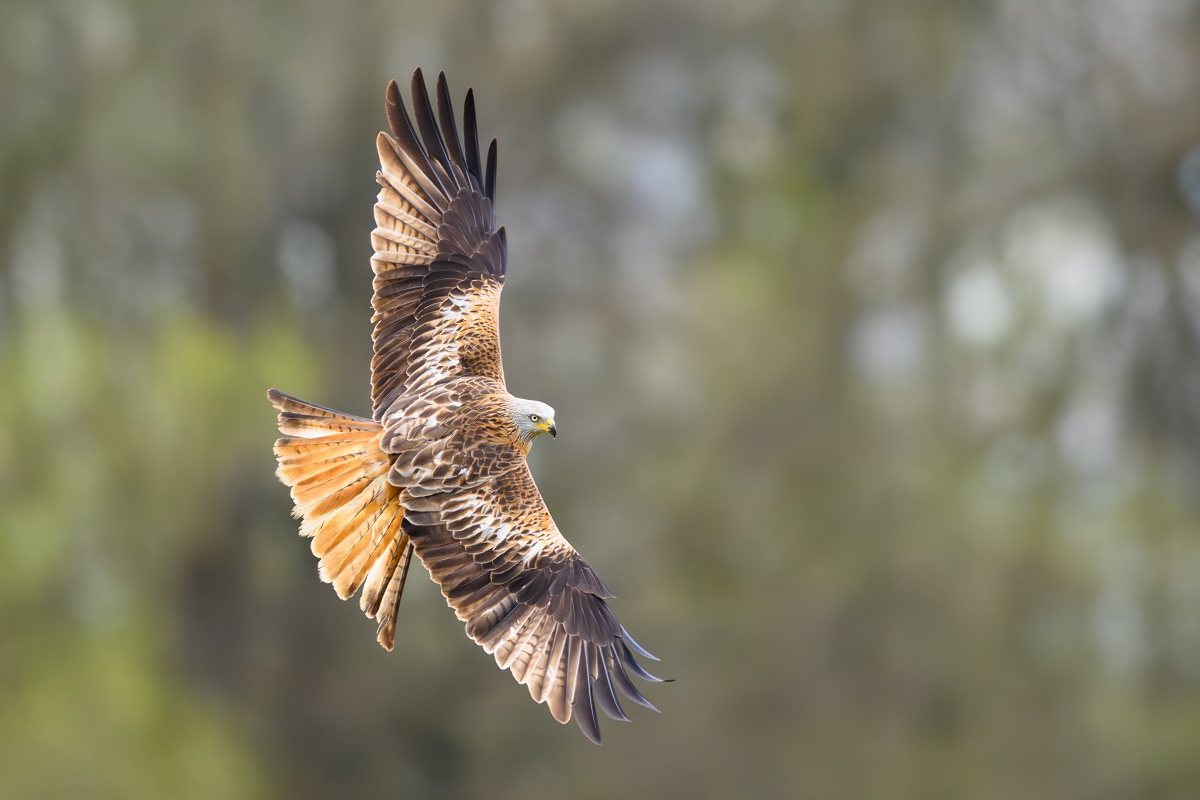 Kania Ruda, Red Kite (Milvus milvus) ... 2025r