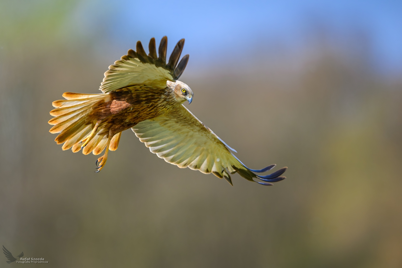 Botniak Stawowy, Western Marsh-Harrier (Circus aeruginosus) ... 2025r
