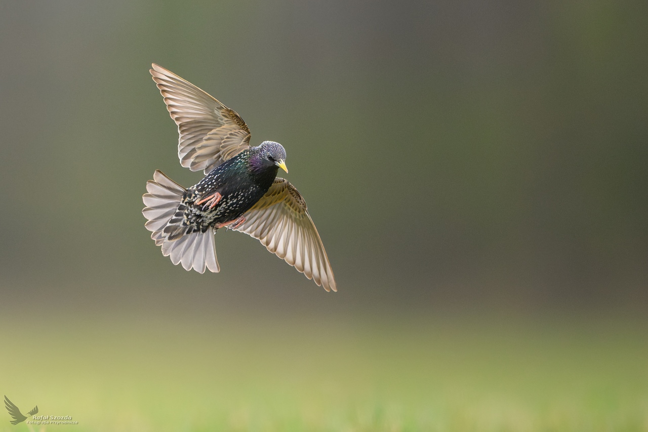 Szpak, Common Starling (Sturnus vulgaris) ... 2025r
