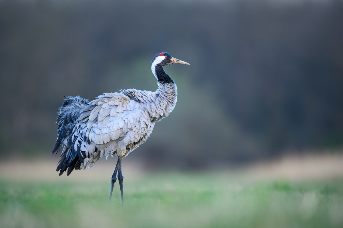 uraw, Common Crane (Grus grus) ... 2025r