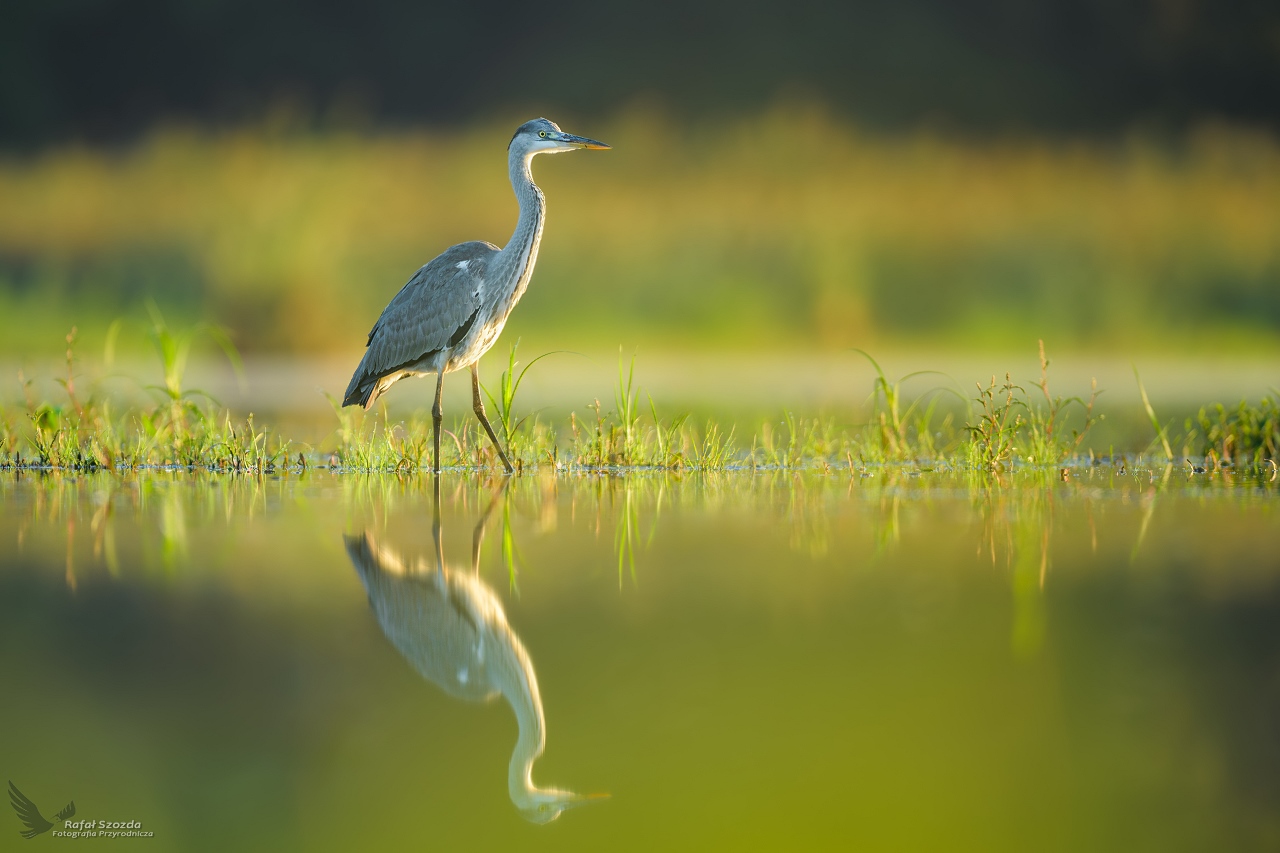 Czapla Siwa, Grey Heron (Ardea cinerea) ...