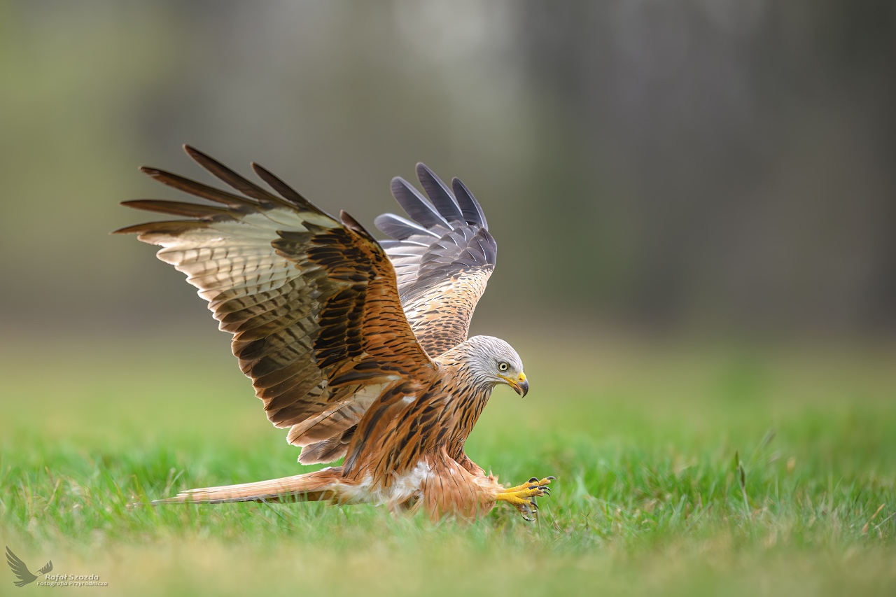 Kania Ruda, Red Kite (Milvus milvus) ... 2025r