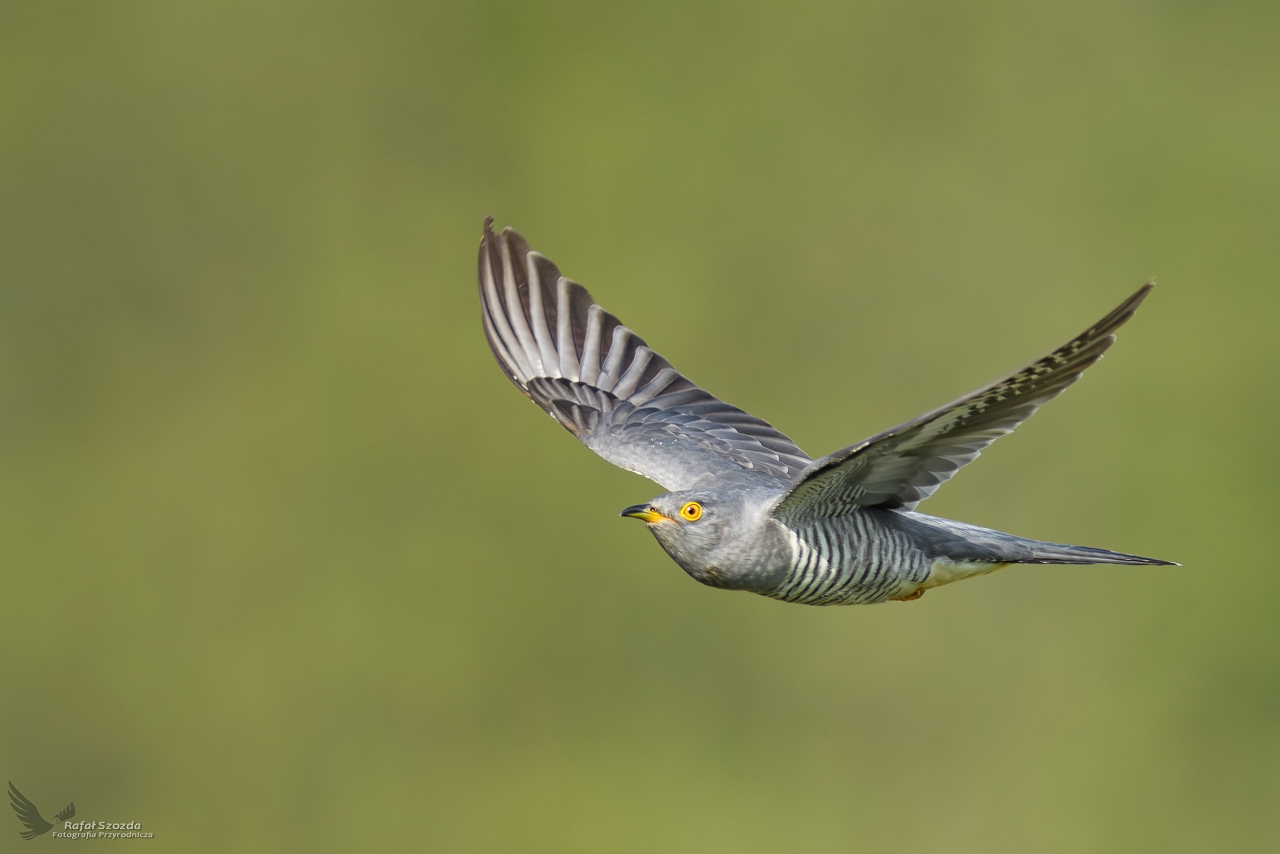 Kukuka, Common Cuckoo (Cuculus canorus) ...