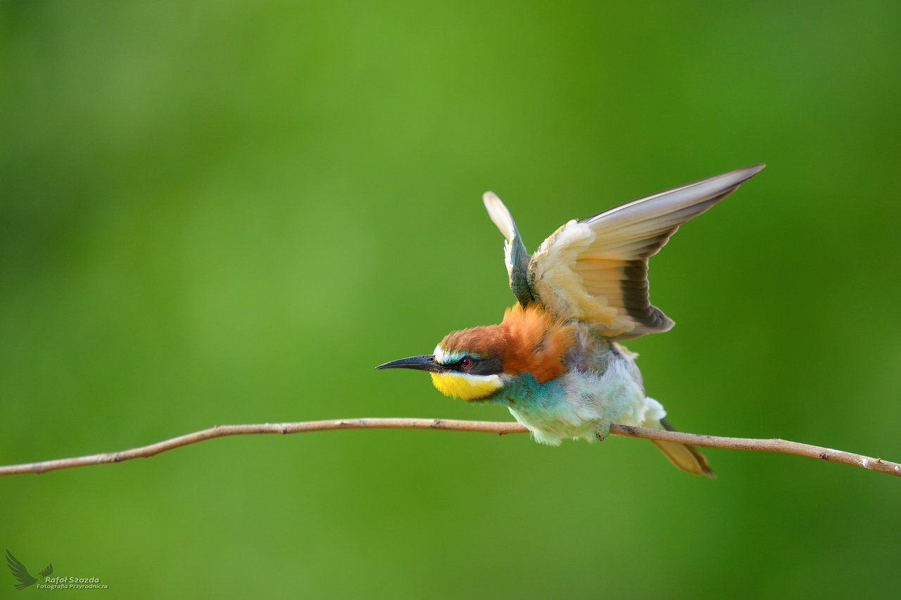 ona, European Bee-eater (Merops apiaster) ... 2025r
