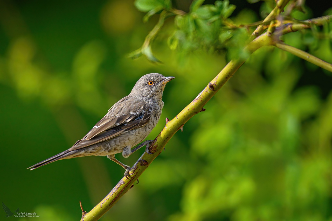 Jarzbatka, Barred Warbler (Curruca nisoria) ... 2025r