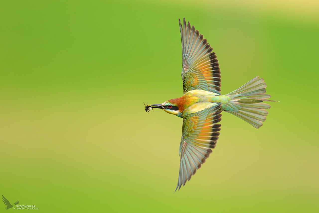 ona, European Bee-eater (Merops apiaster) ... 2025r