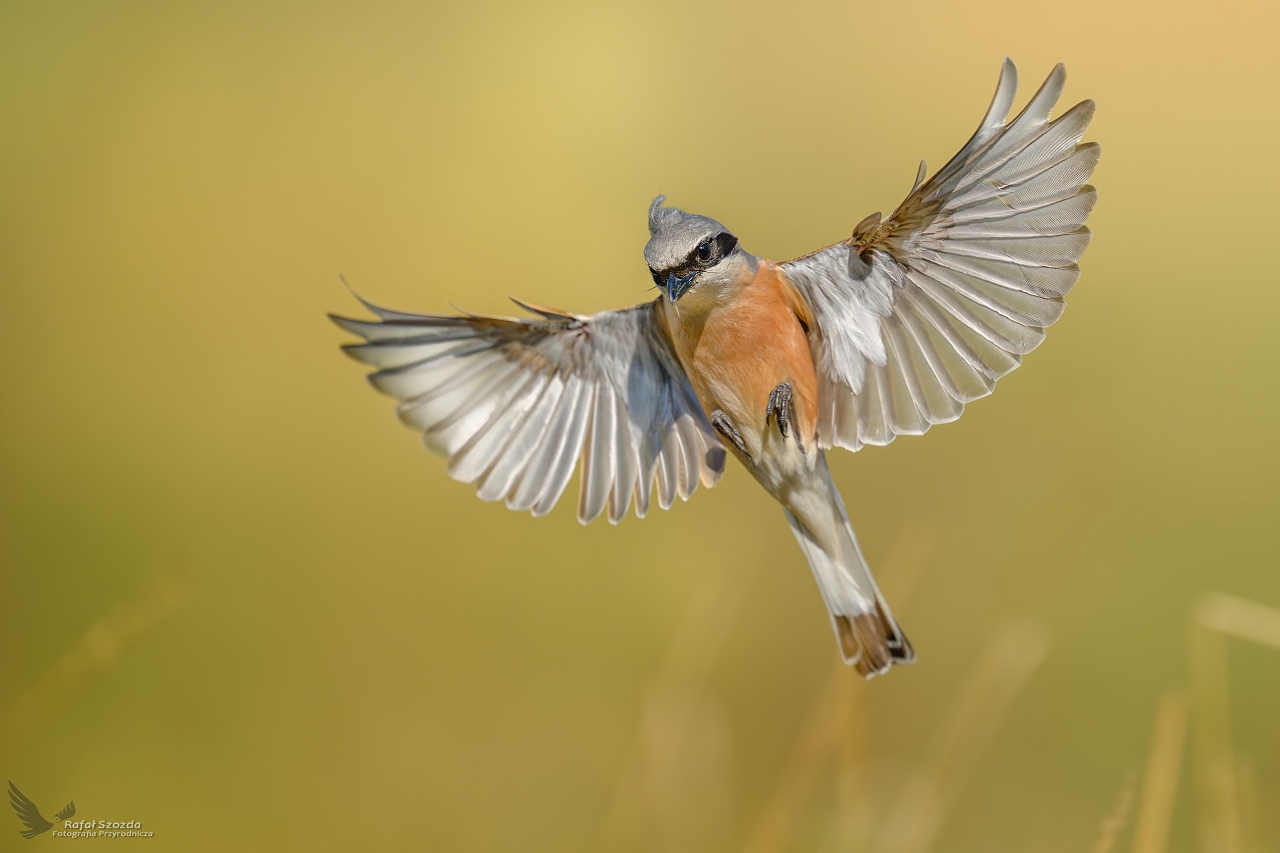 Gsiorek, Red-backed Shrike (Lanius collurio) ... 2025r