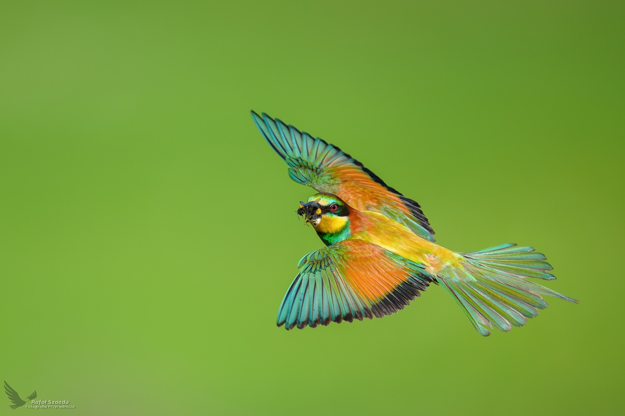 ona, European Bee-eater (Merops apiaster) ... 2025r