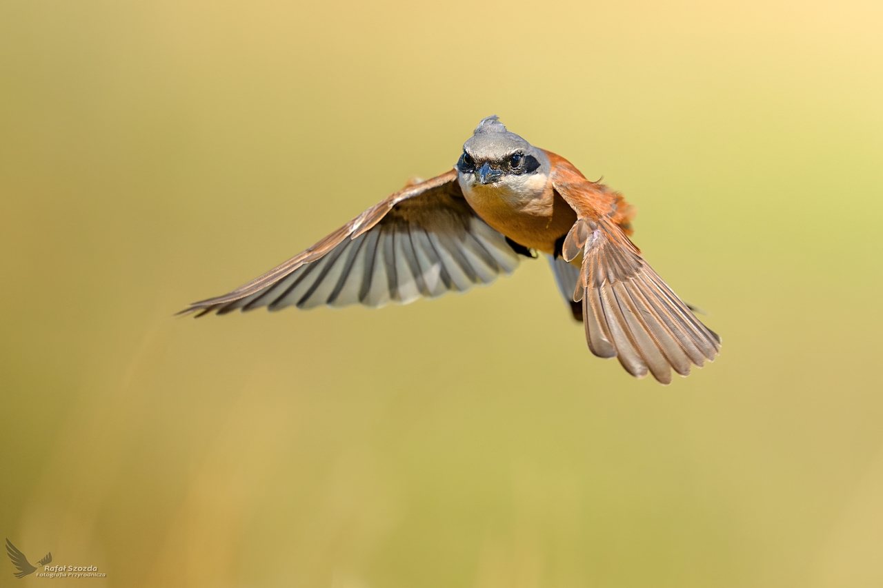 Gsiorek, Red-backed Shrike (Lanius collurio) ... 2025r