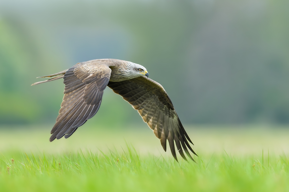 Kania Czarna, Black Kite (Milvus migrans) ...